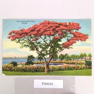 Vintage 1949 Linen Postcard Royal Poinciana Tree Florida Tropical Daytona